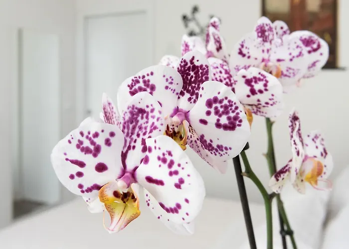 Amobo Frühstückspension 2*