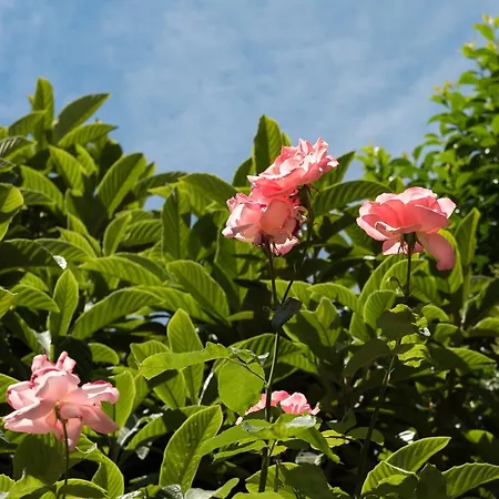 Bed and breakfast Amobo